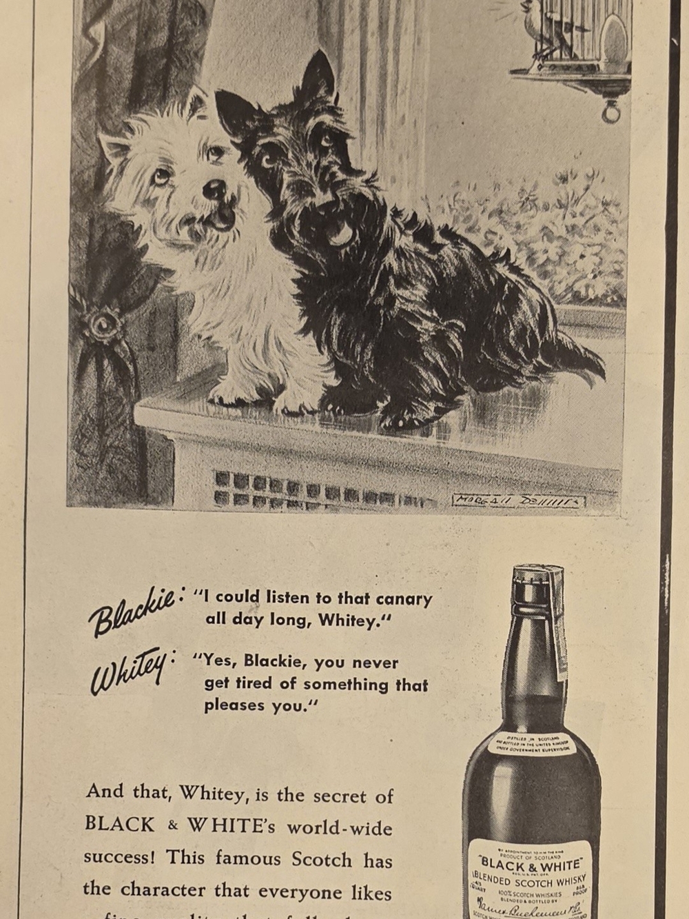 A vintage print ad that features a West Highland White Terriers